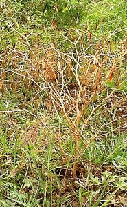uploads/images/disease/Fusarium wilt.jpg
